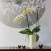 VÝPREDAJ PROSPERPLAST COUBI kvetináč 2l, biela DUW120 BEZ VNÚTORNÉ VLOŽKY