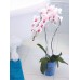 COUBI Kvetináč na orchidey 12,5 cm 1,1 l, modrý transparentný DSTO125