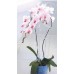 Prosperplast DECOR podpera pre orchidea 55cm, zelená ISTC02