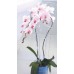 Prosperplast DECOR Podpera na orchidea 58,5 cm, biela ISTC01