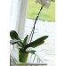 Prosperplast DECOR podpera pre orchidea 55cm, zelená ISTC02
