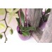 Prosperplast DECOR podpera pre orchidea 55cm, zelená ISTC02