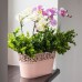 Prosperplast Naturo Truhlík s čipkou 27,5 cm, grafit DNAT275